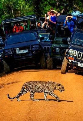 Yala National Park